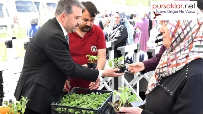 Pursaklar Belediyesi yerli Ata Tohumu fidesi dağıttı